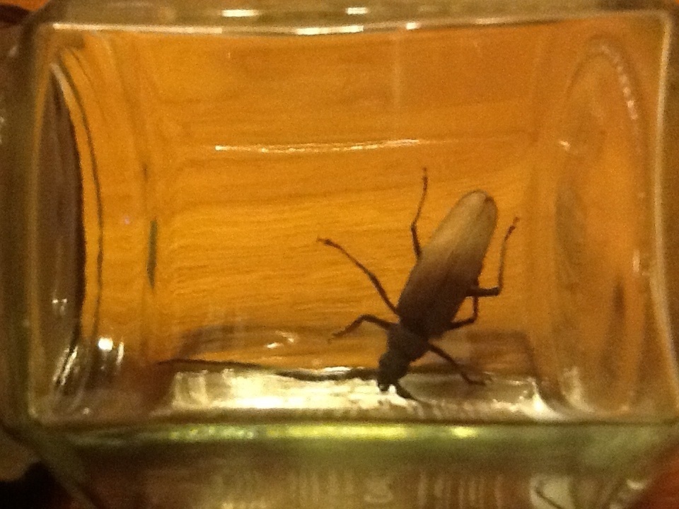 Aegosoma scabricorne