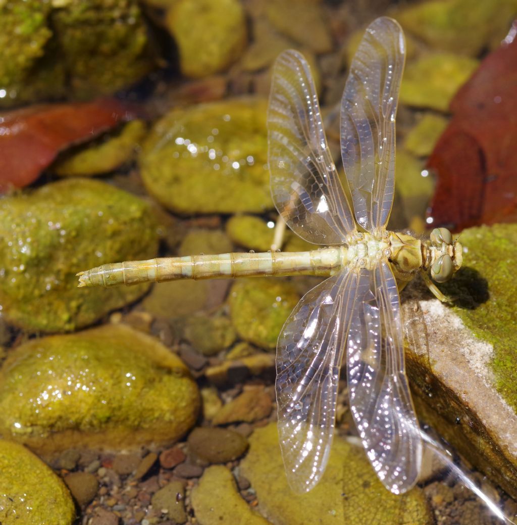 Gomphidae? Quale? Onychogomphus forcipatus