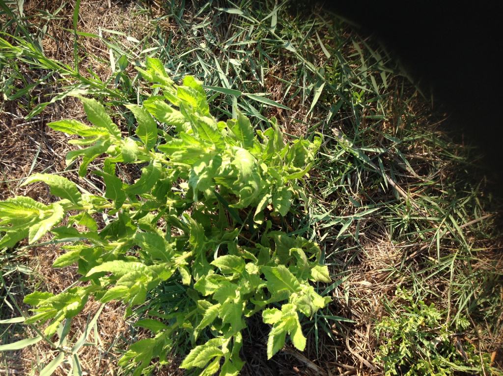 Dittrichia viscosa