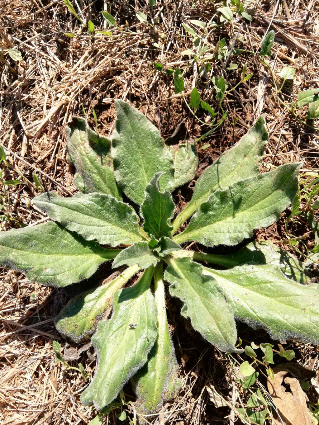 che pianta  questa? rosetta basale di Echium sp. (Boraginaceae)