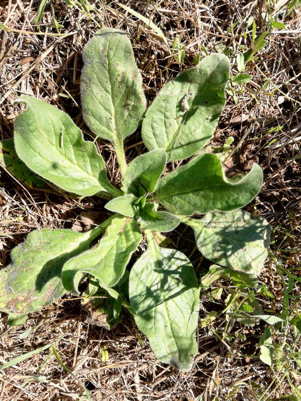 che pianta  questa? rosetta basale di Echium sp. (Boraginaceae)