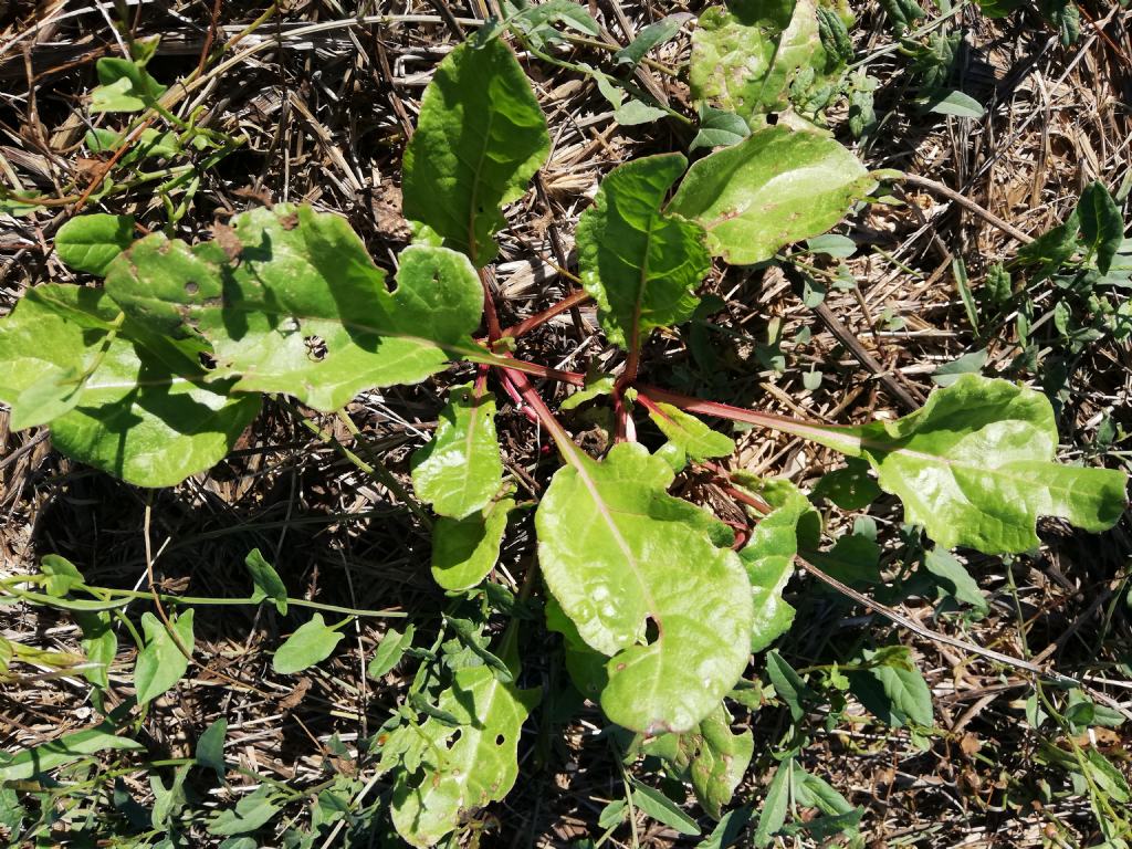 Beta vulgaris?