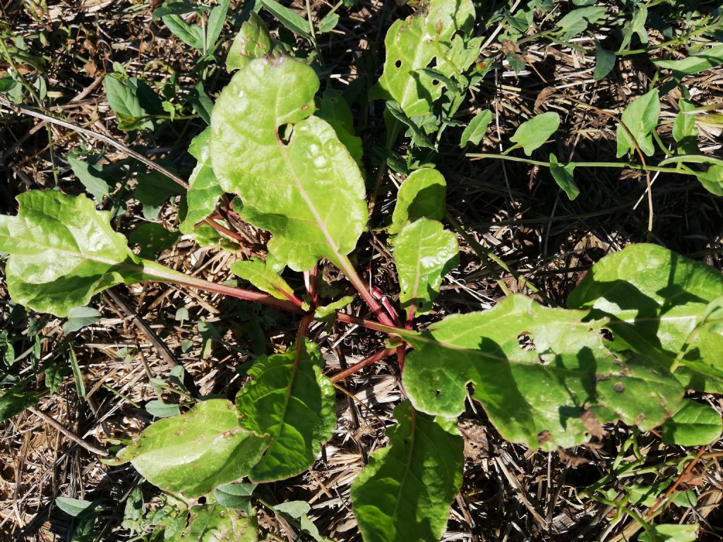 Beta vulgaris?