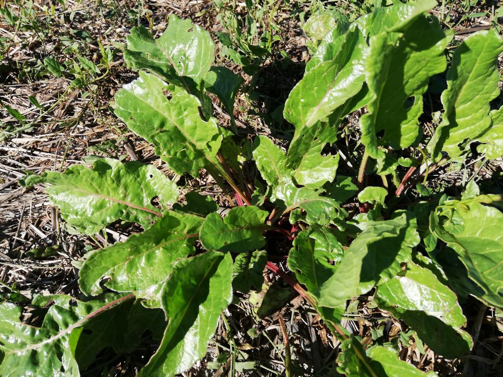 Beta vulgaris?