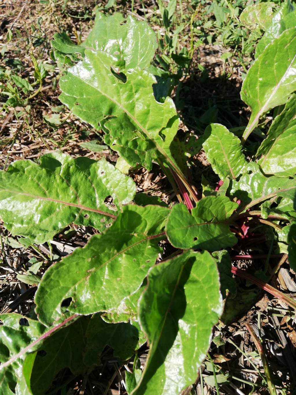 Beta vulgaris?