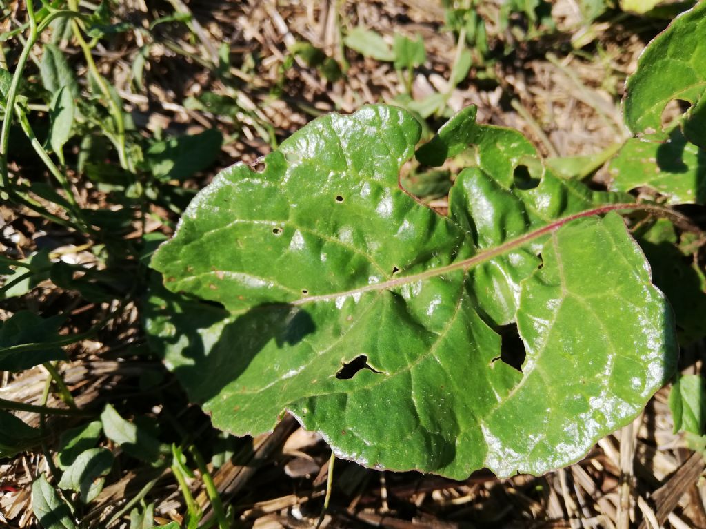 Beta vulgaris?