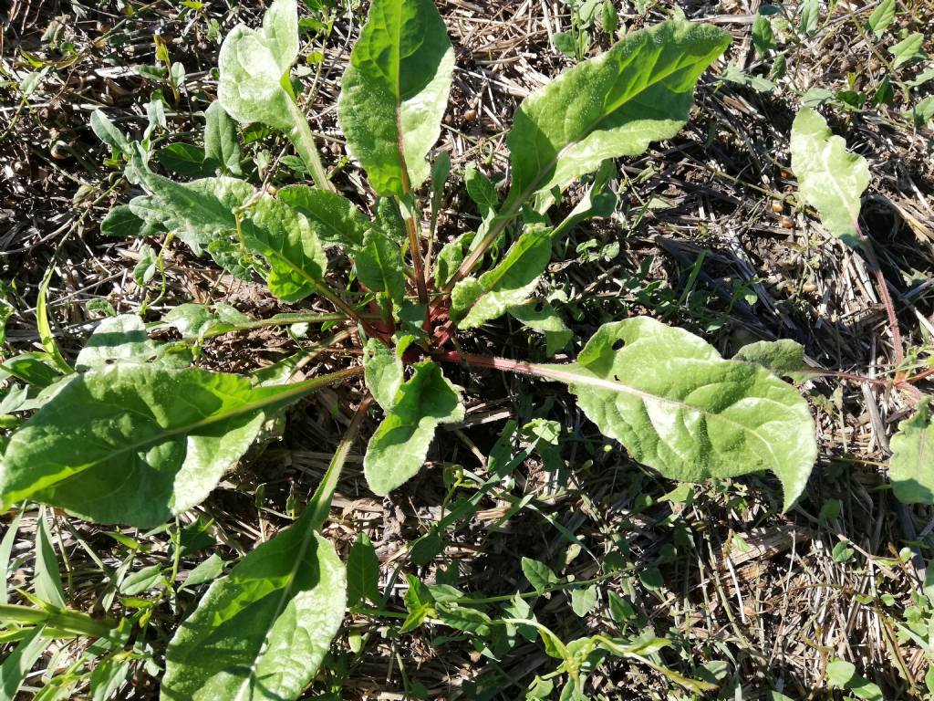 Beta vulgaris?