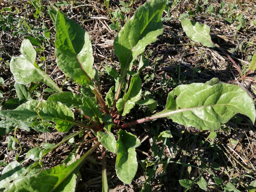 Beta vulgaris?