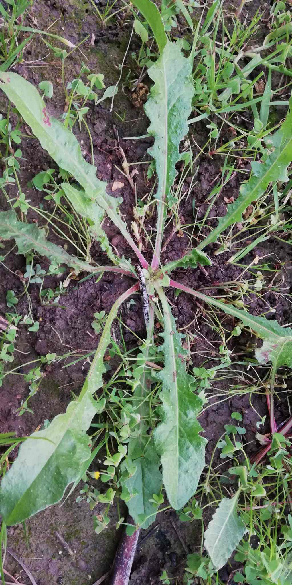 Helminthotheca echioides (Asteraceae)