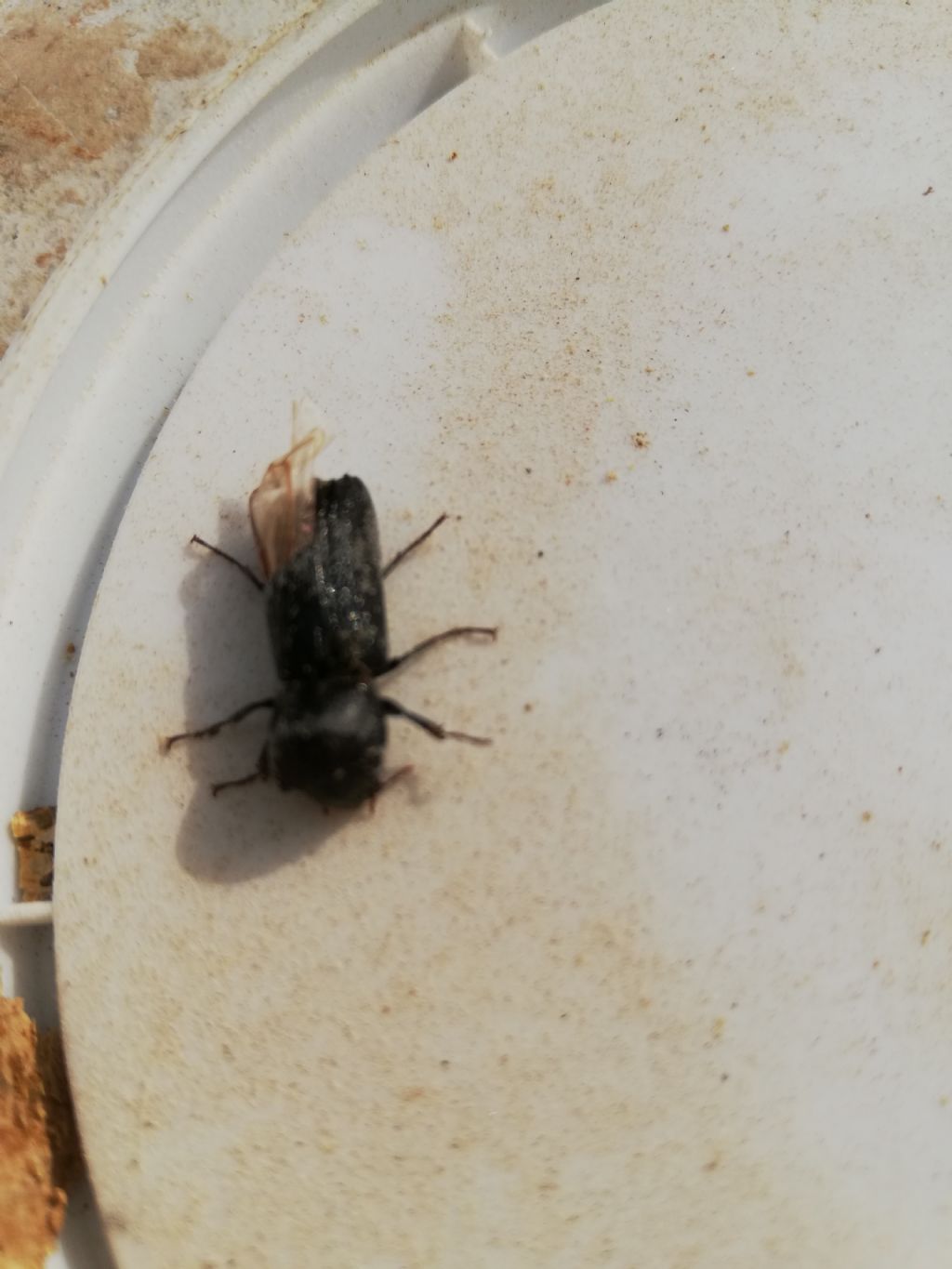 Apate monachus, Bostrichidae