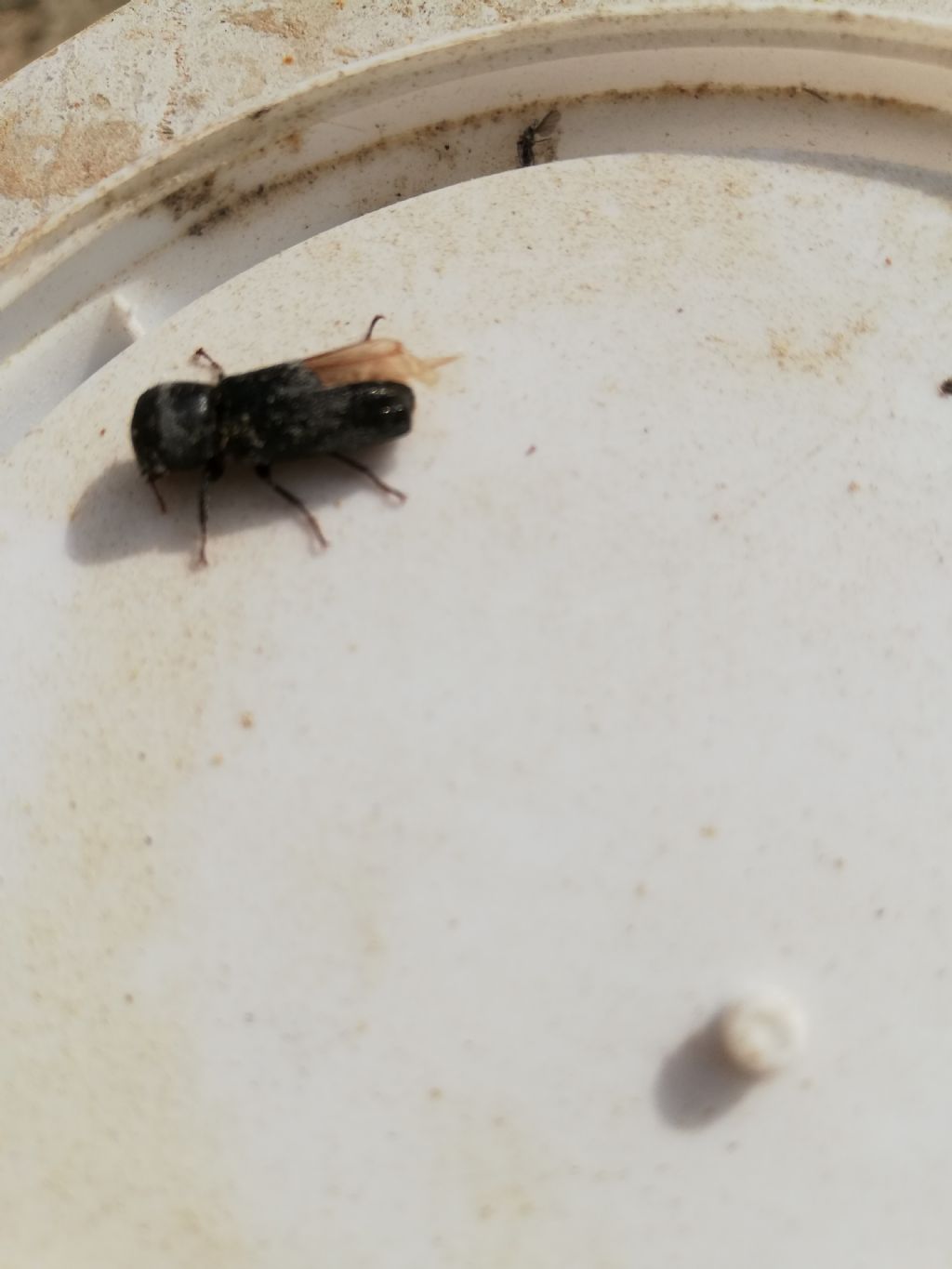 Apate monachus, Bostrichidae