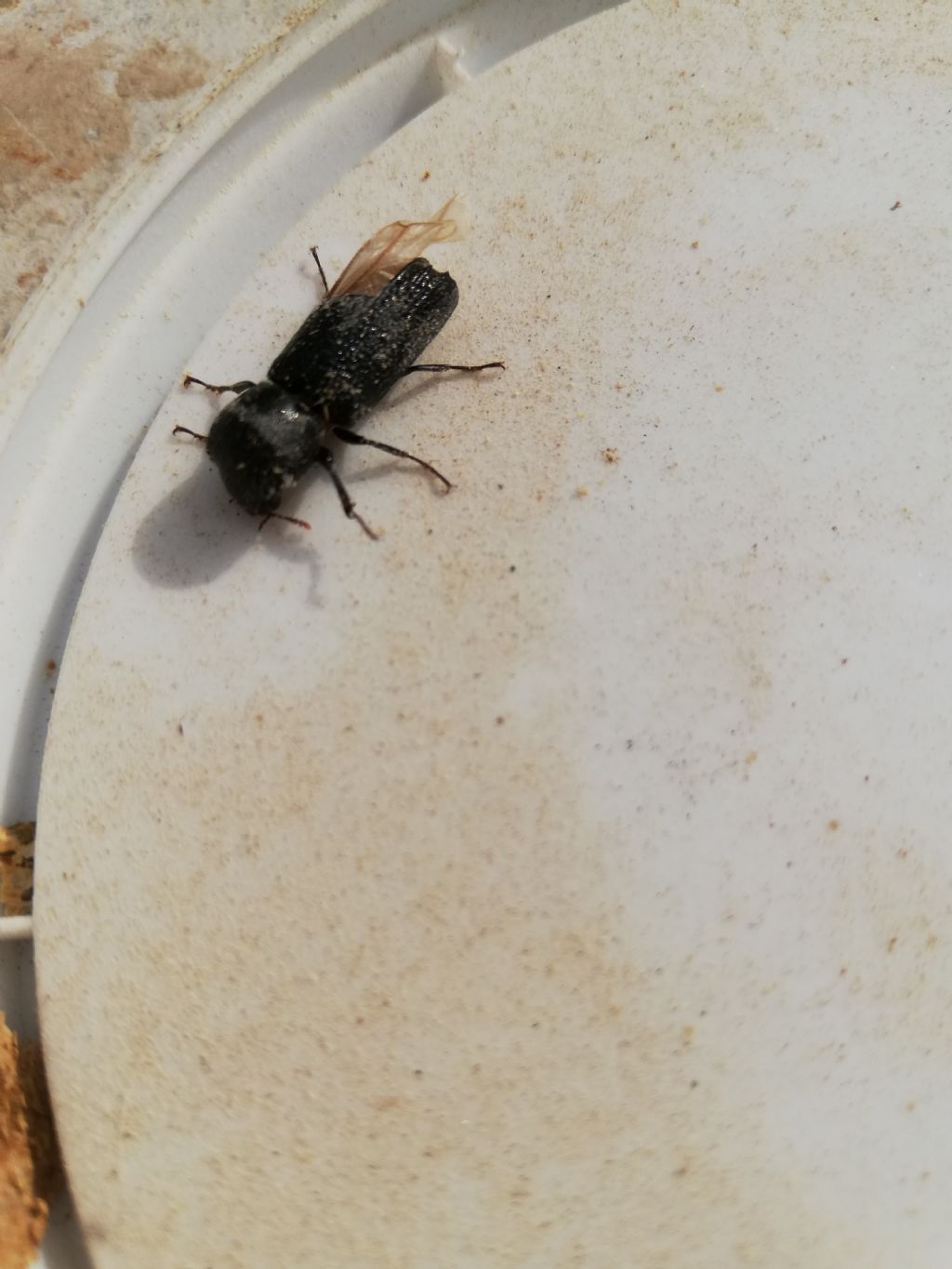 Apate monachus, Bostrichidae
