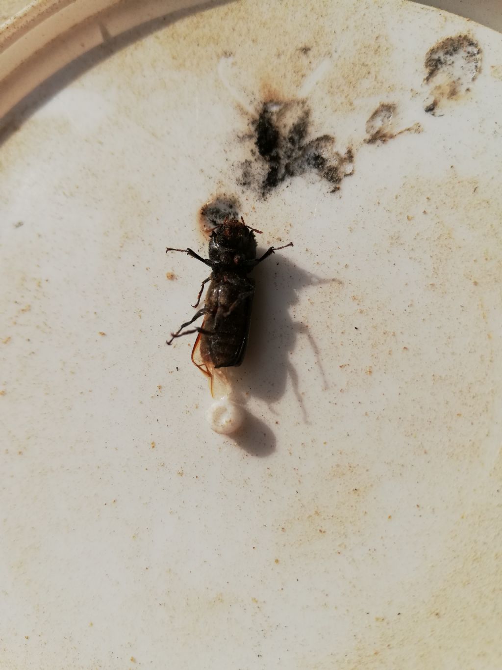 Apate monachus, Bostrichidae