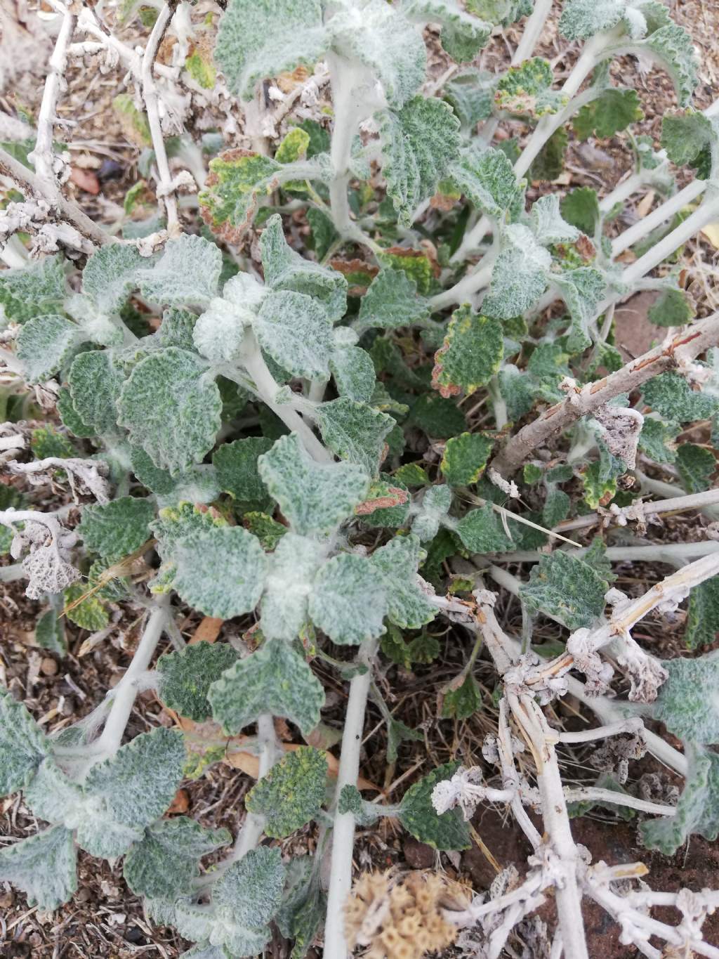 Marrubium vulgare (Lamiaceae)