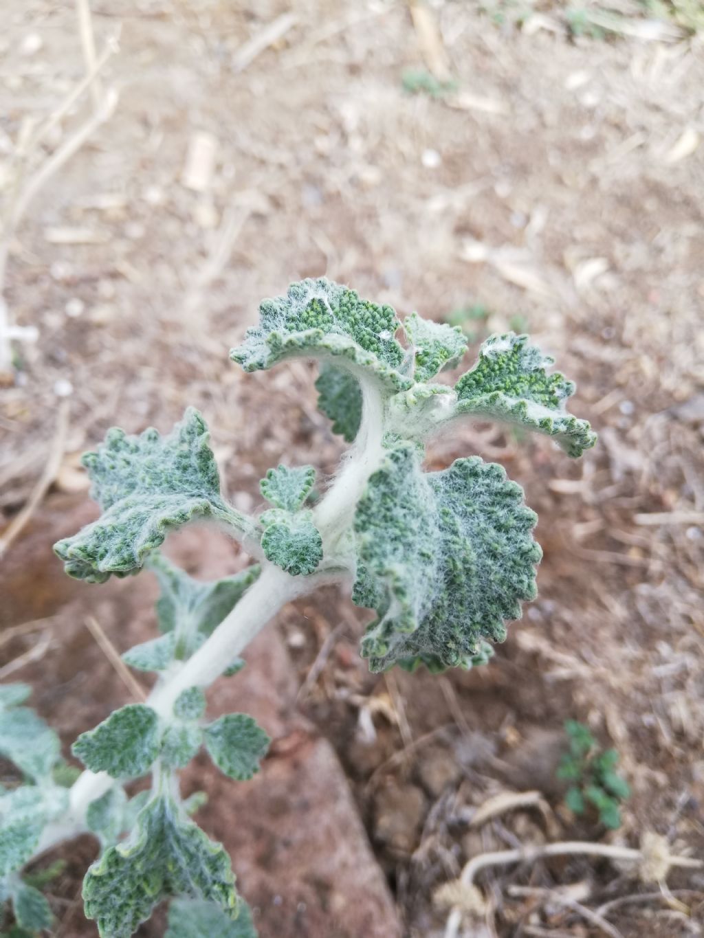 Marrubium vulgare (Lamiaceae)