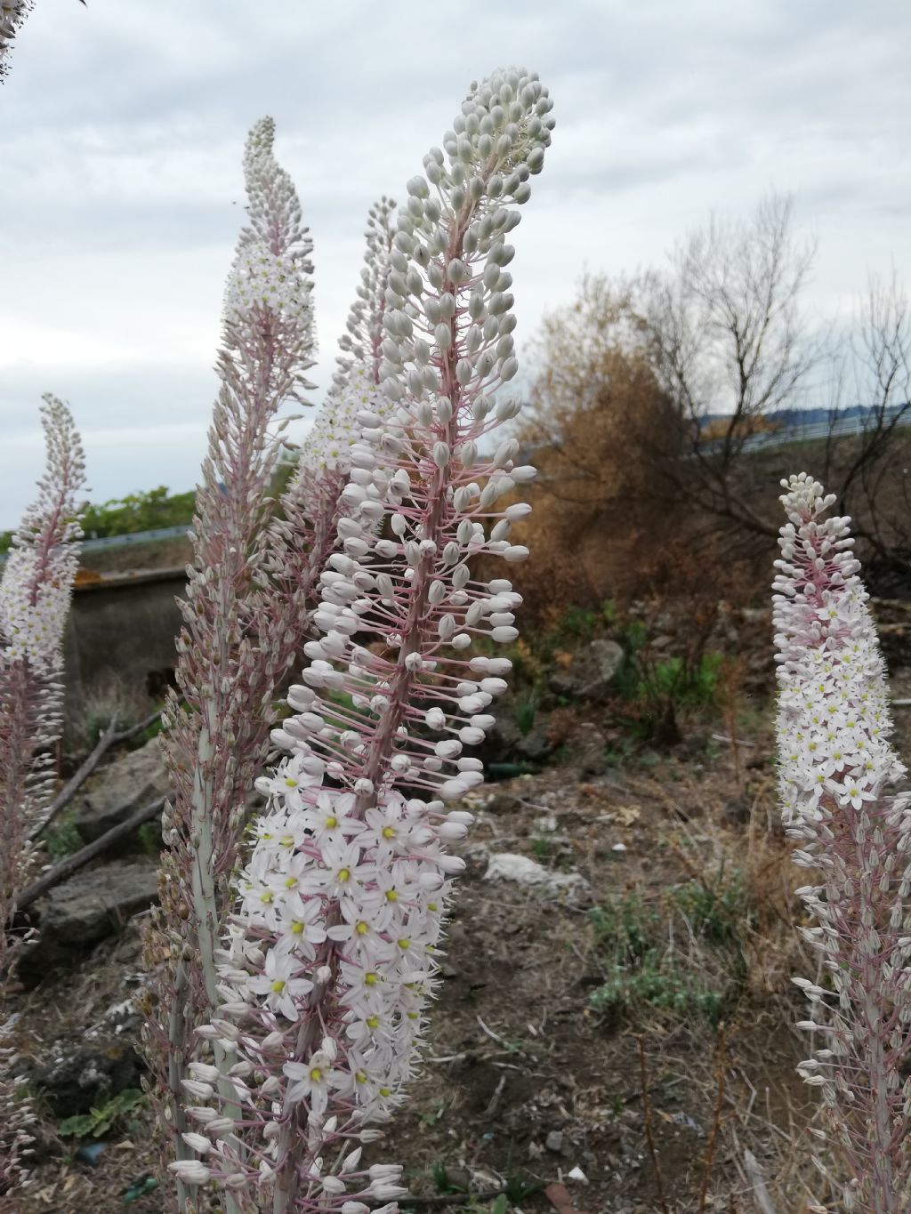 Charybdis pancration (Asparagaceae)