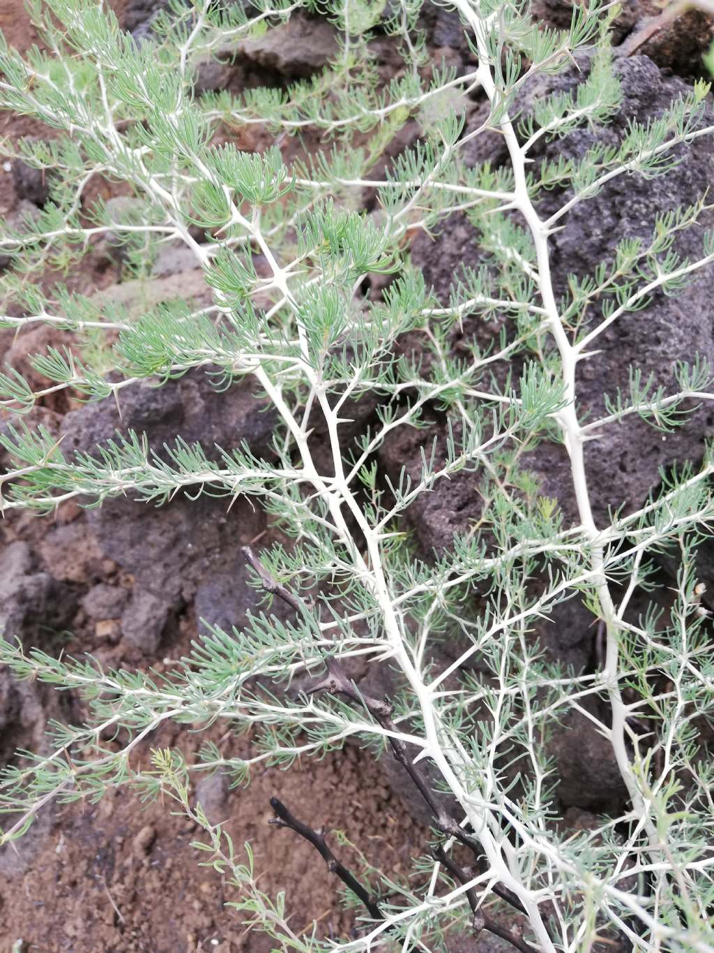 Asparagus albus (Asparagaceae)