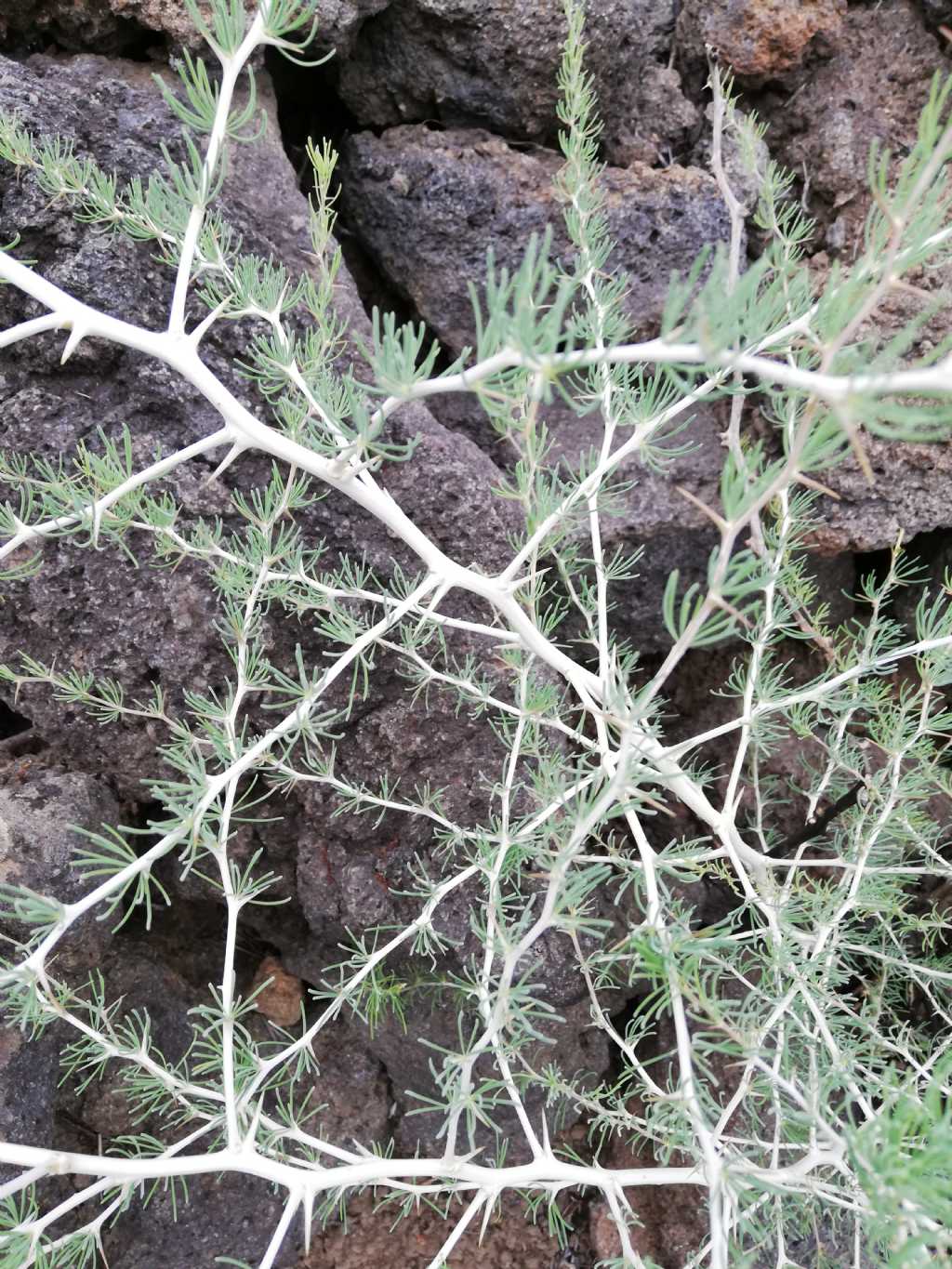 Asparagus albus (Asparagaceae)