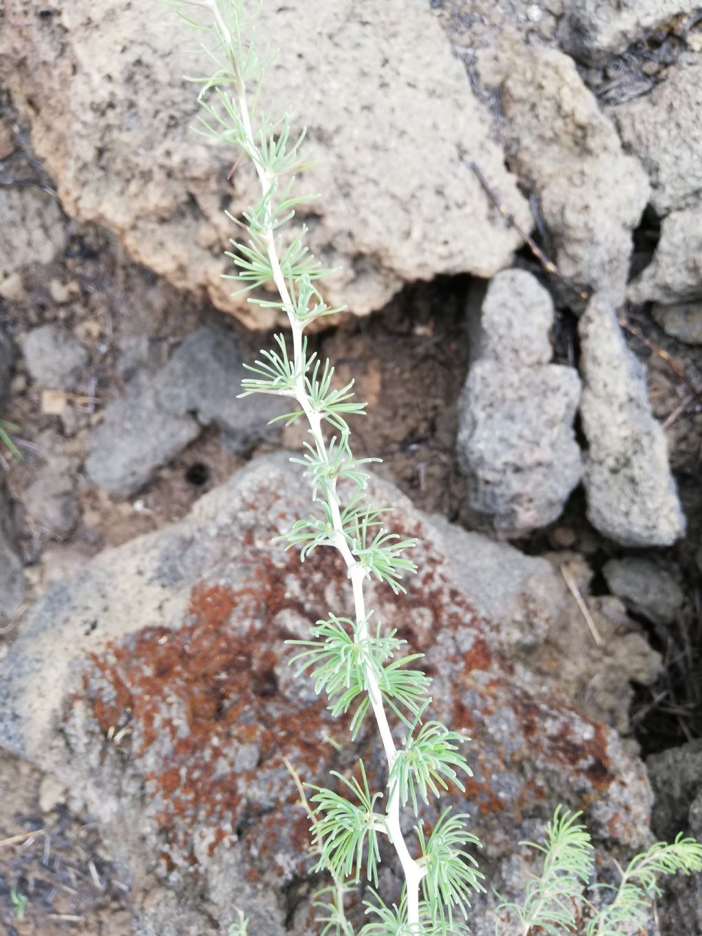 Asparagus albus (Asparagaceae)