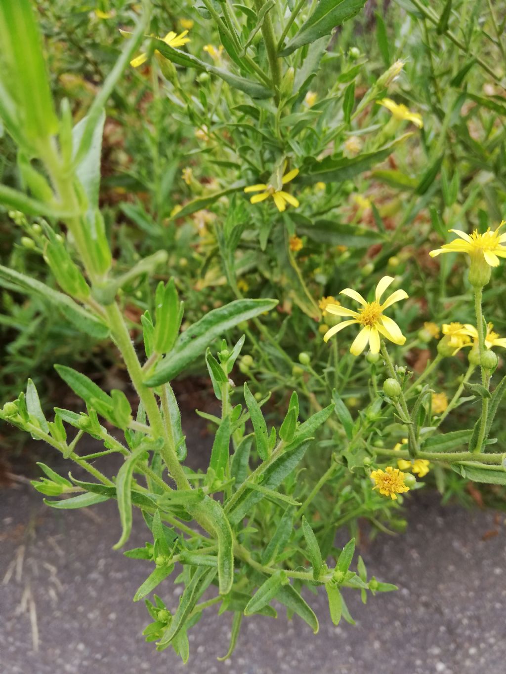Senecio?  No, Dittrichia viscosa