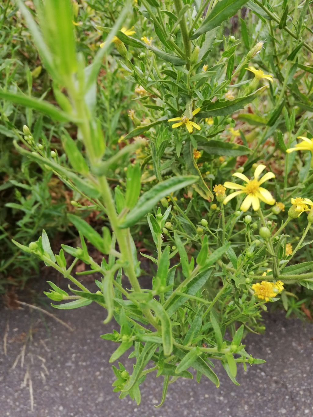 Senecio?  No, Dittrichia viscosa