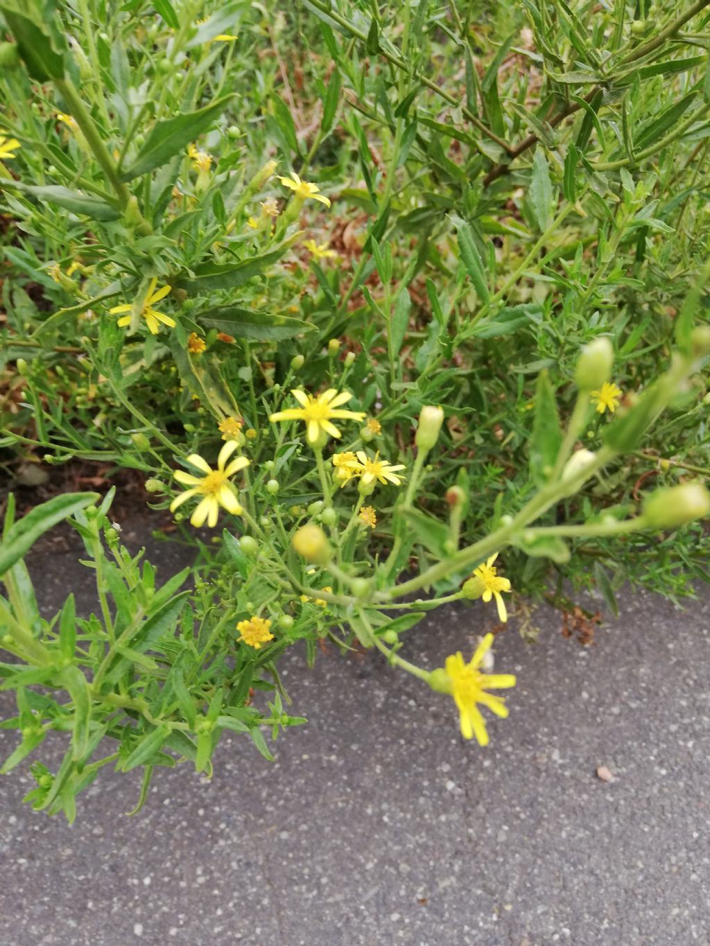 Senecio?  No, Dittrichia viscosa
