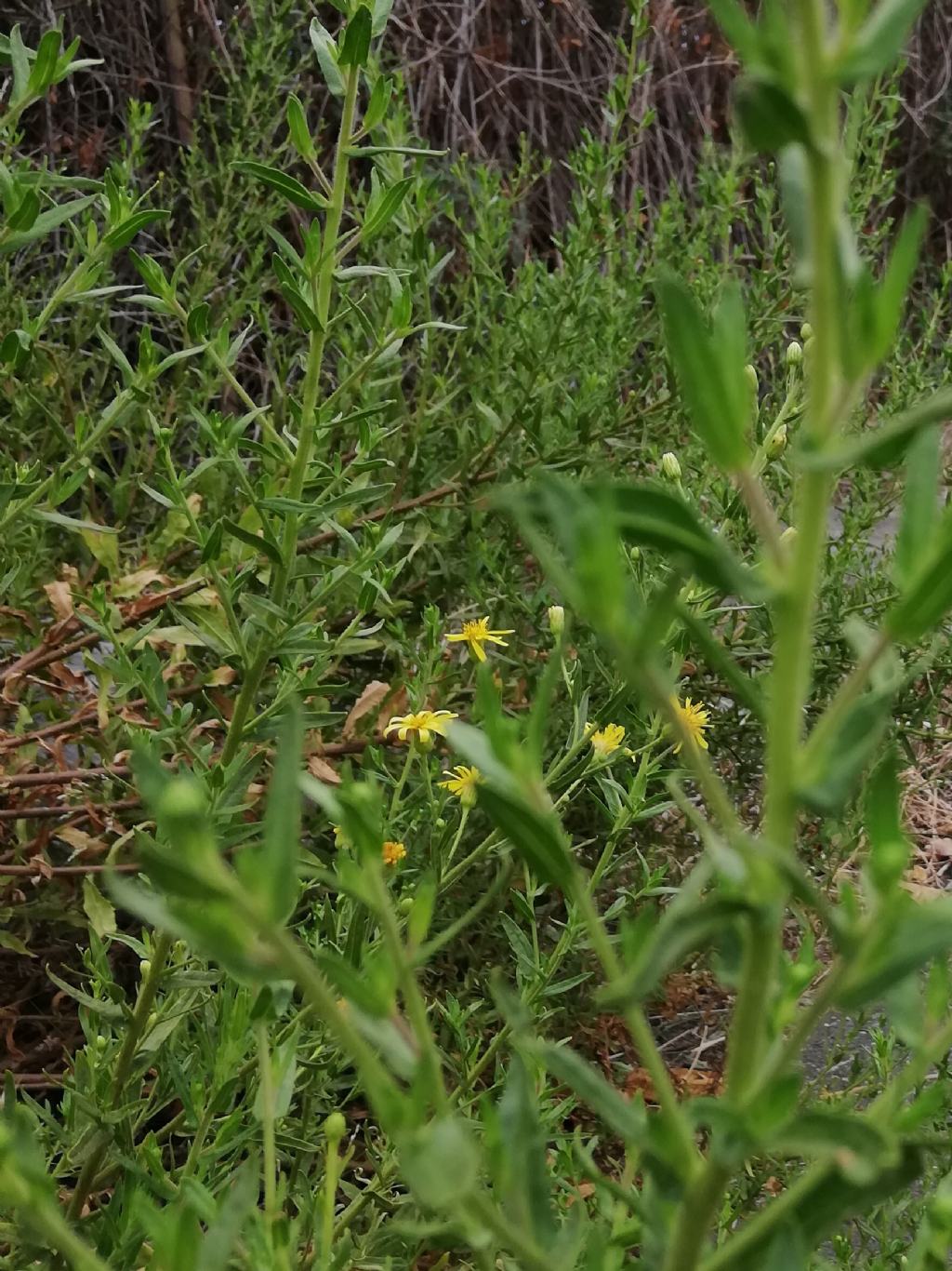 Senecio?  No, Dittrichia viscosa