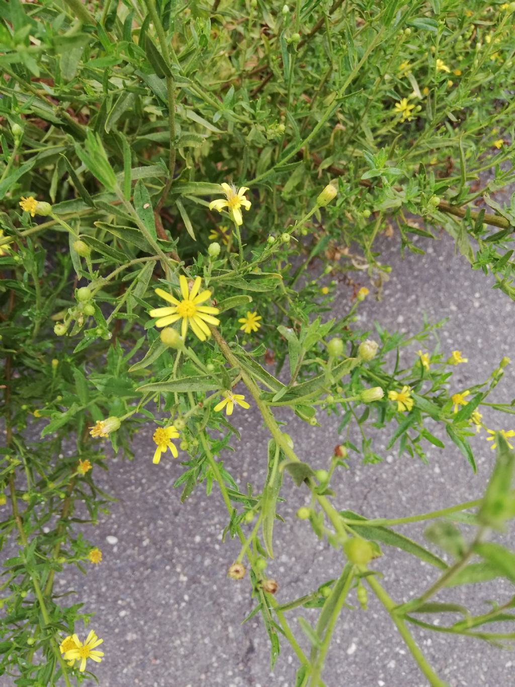 Senecio?  No, Dittrichia viscosa
