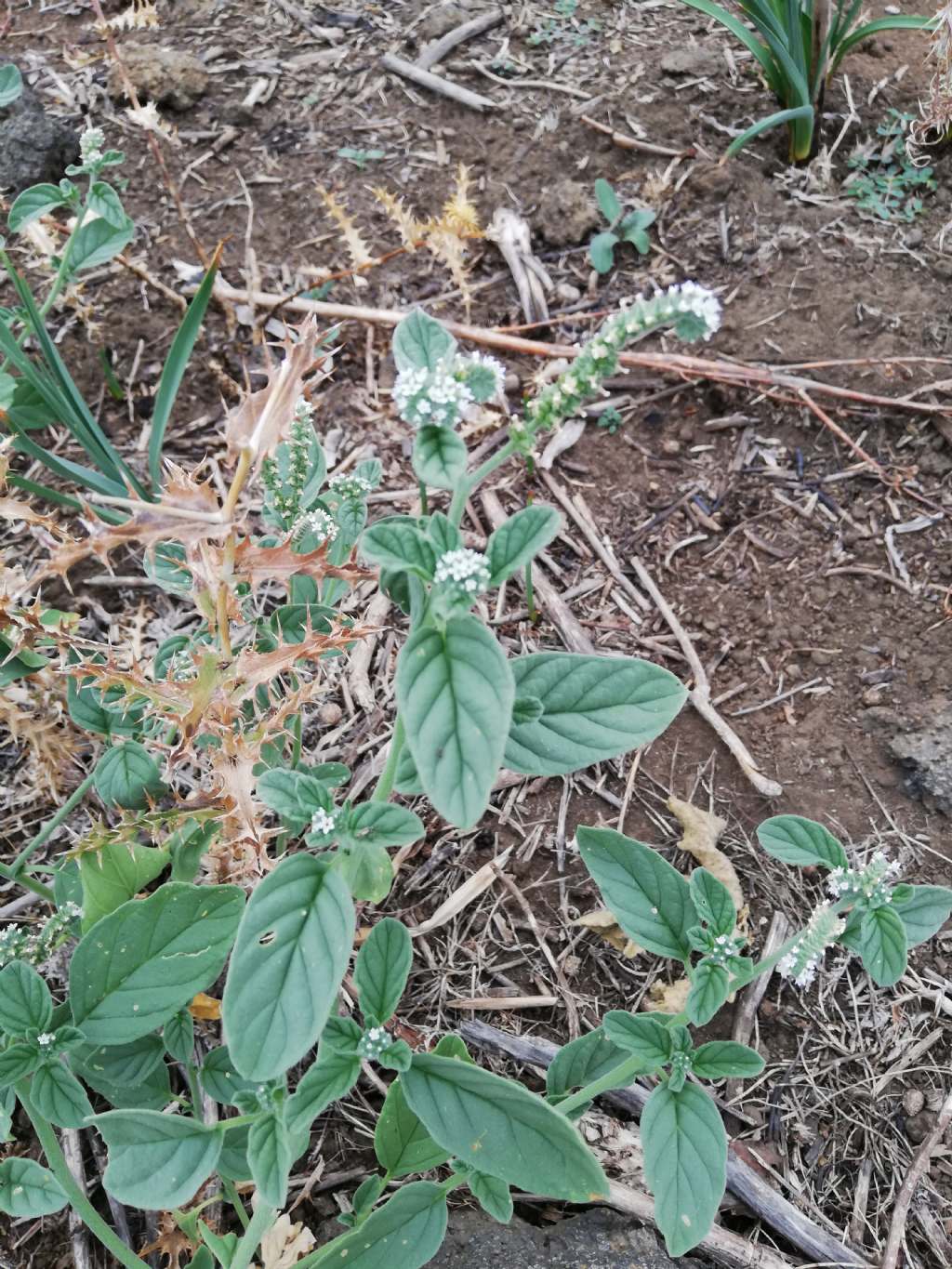 Heliotropium europaeum