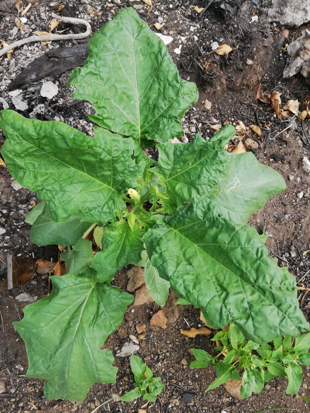 che pianta  questa? Datura sp. (D. stramonium o D. ferox - Solanaceae)