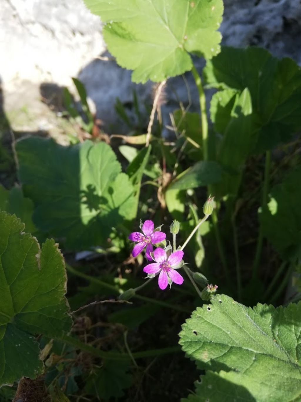 Erodium malacoides (Geraniaceae)