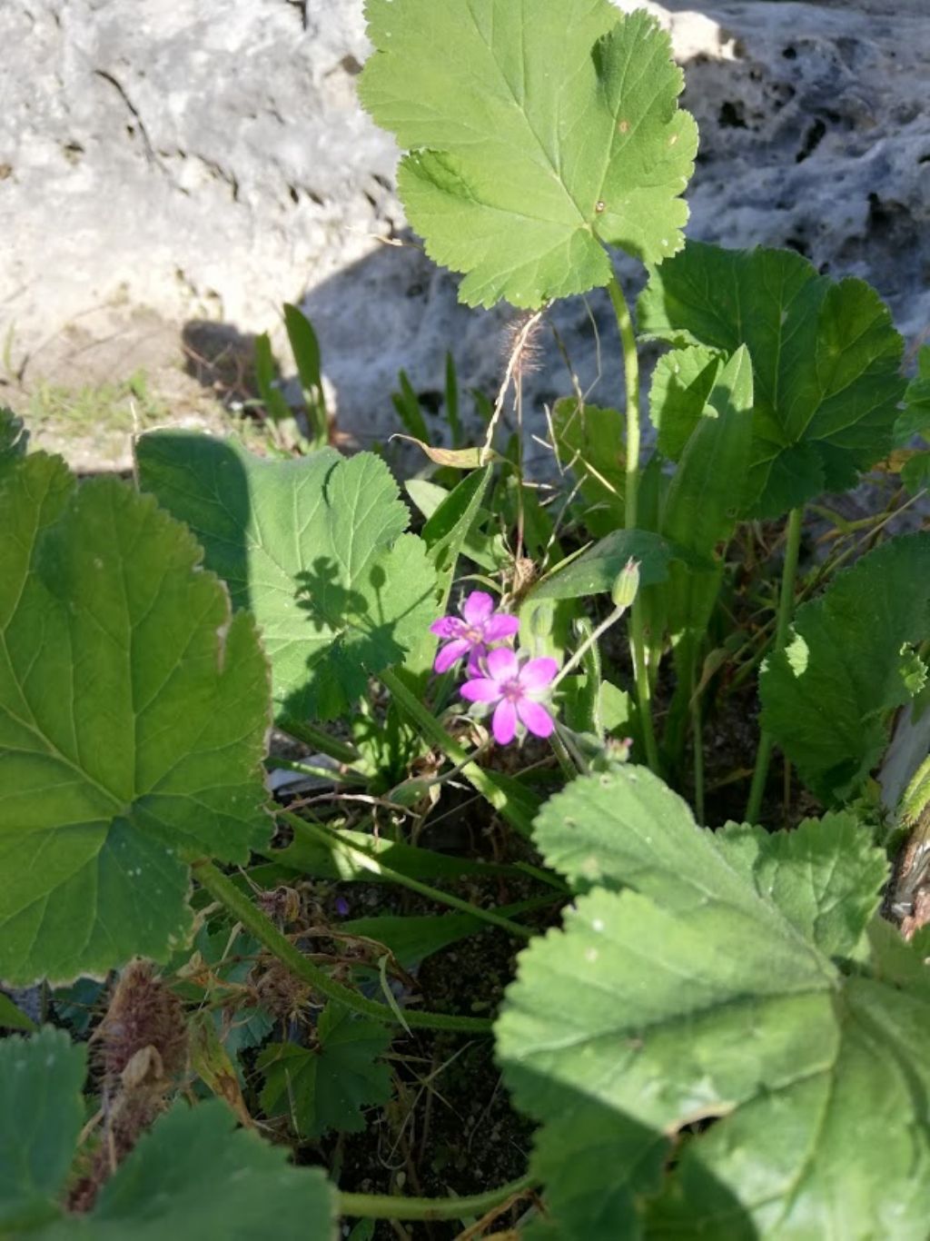 Erodium malacoides (Geraniaceae)