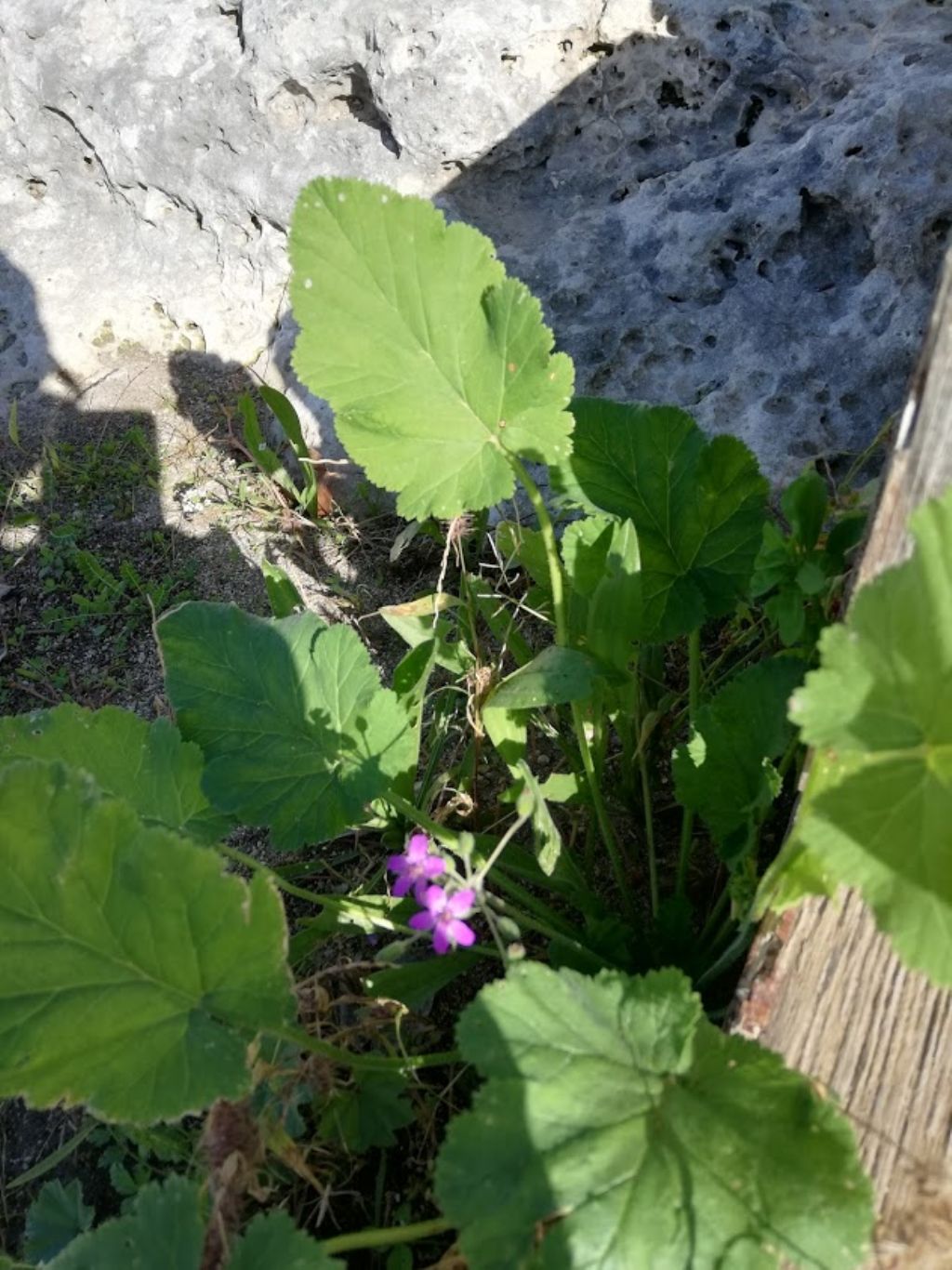 Erodium malacoides (Geraniaceae)