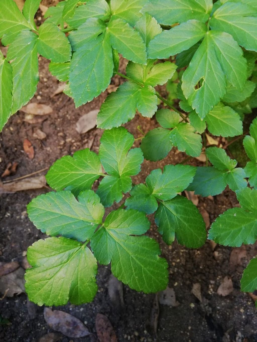 Smyrnium olusatrum (Apiaceae)