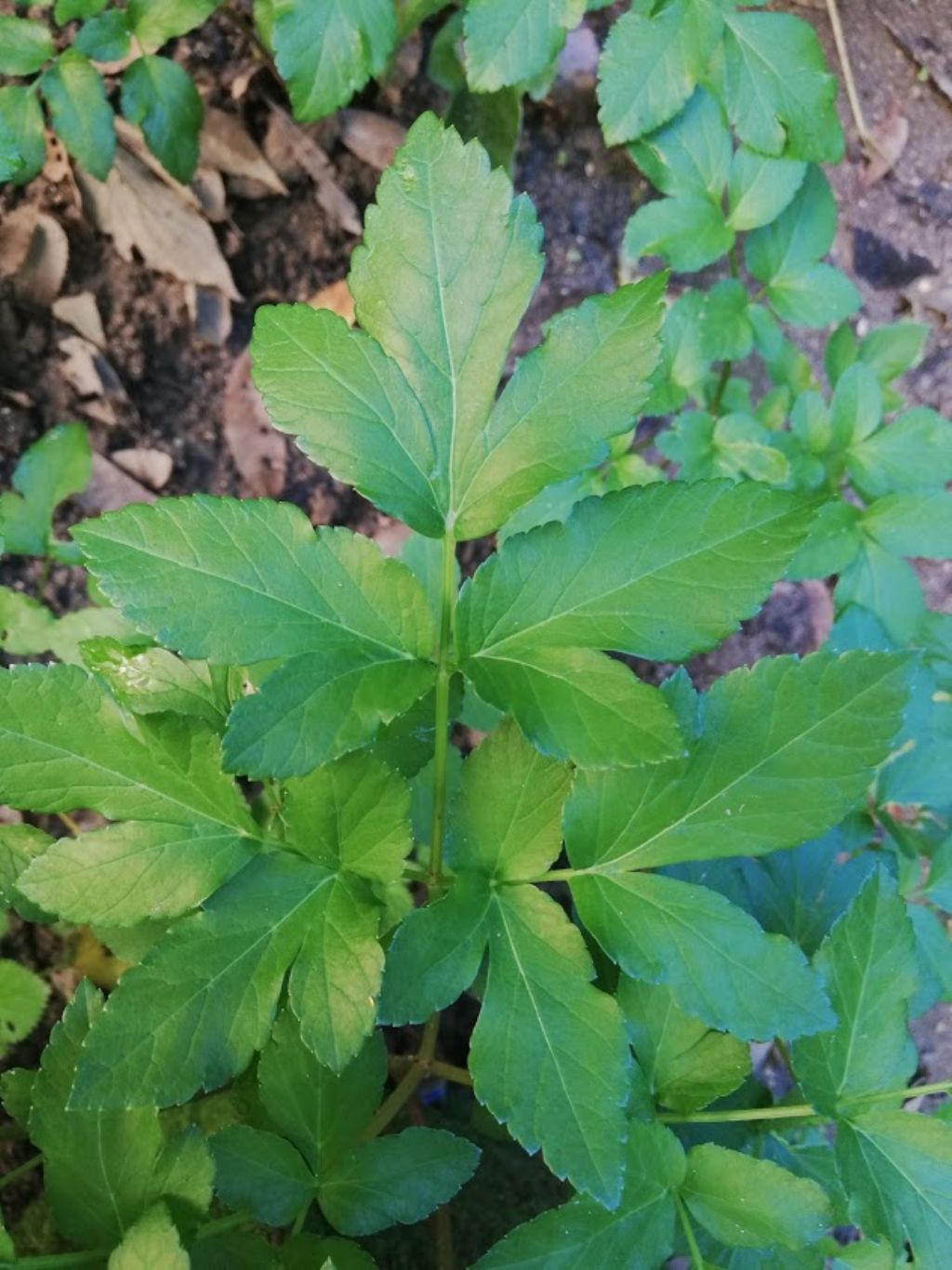 Smyrnium olusatrum (Apiaceae)