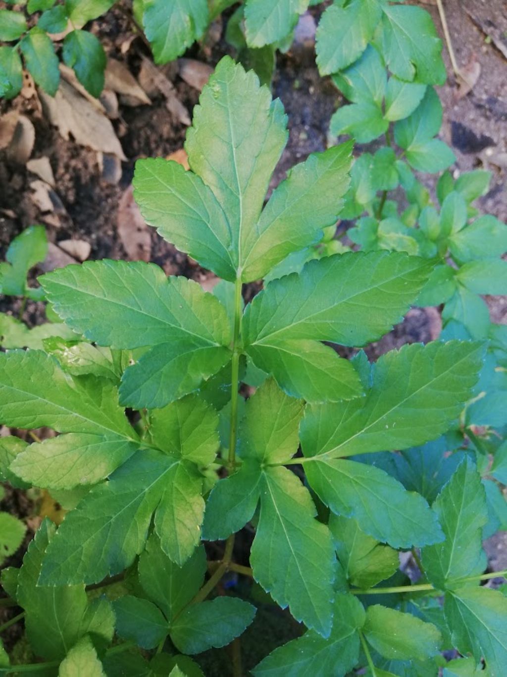 Smyrnium olusatrum (Apiaceae)