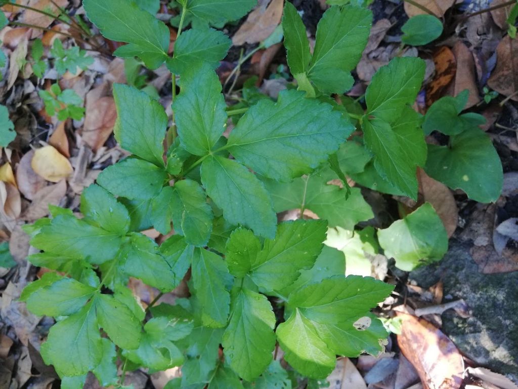 Smyrnium olusatrum (Apiaceae)