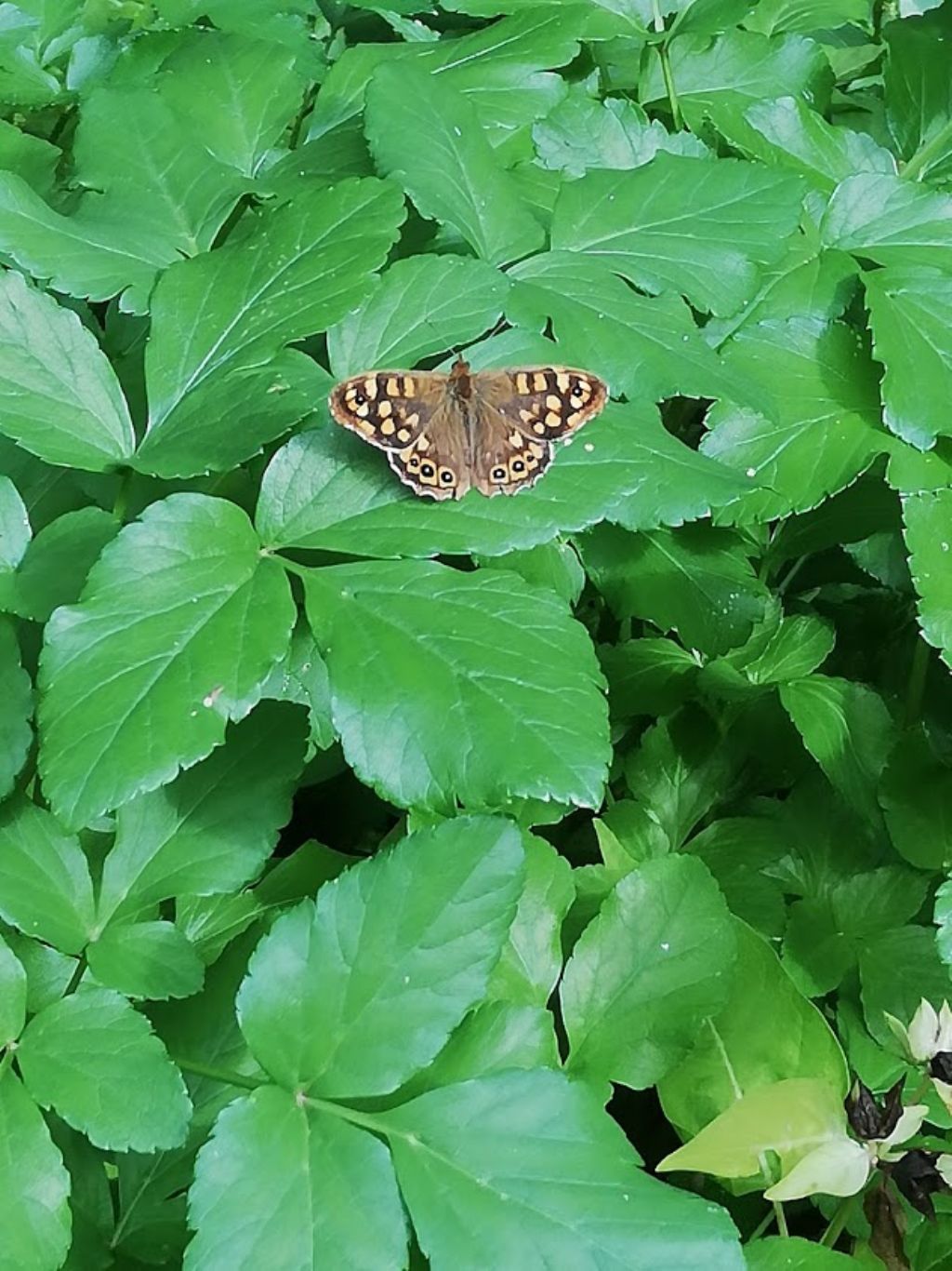 che farfalla  questa? Pararge aegeria (Nymphalidae Satyrinae)