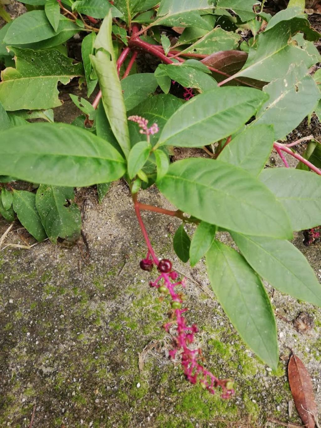 Phytolacca americana (Phytolaccaceae)