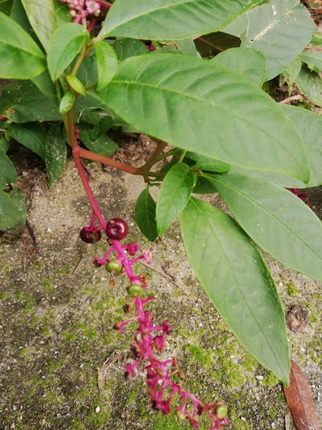 Phytolacca americana (Phytolaccaceae)