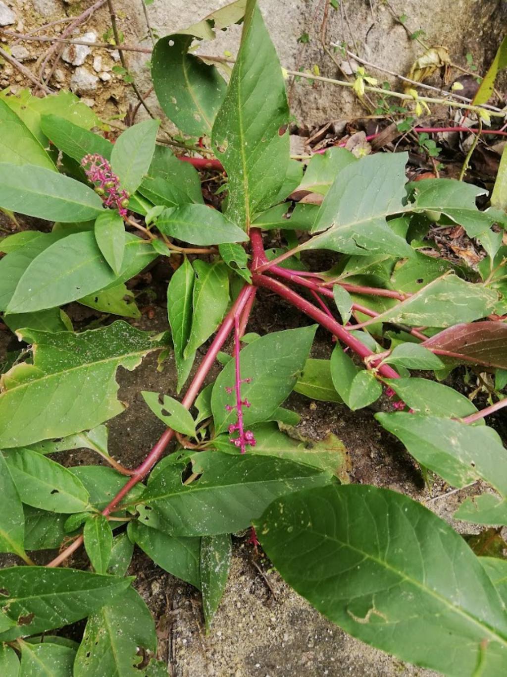 Phytolacca americana (Phytolaccaceae)