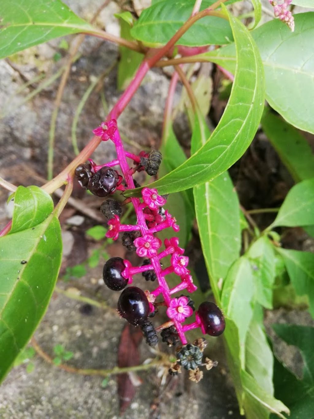 Phytolacca americana (Phytolaccaceae)