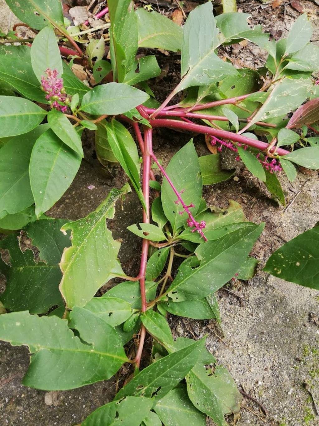 Phytolacca americana (Phytolaccaceae)