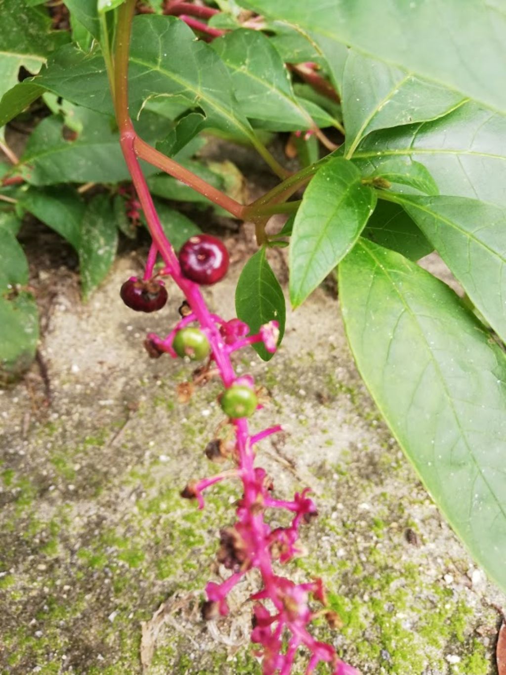 Phytolacca americana (Phytolaccaceae)