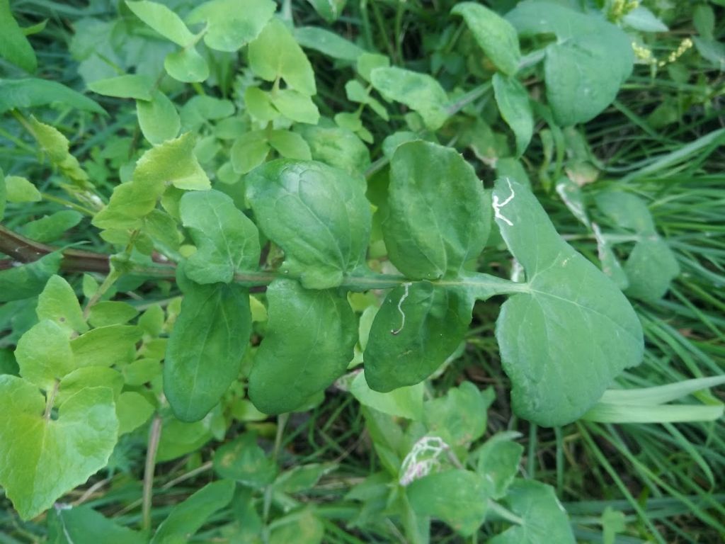 Sonchus tenerrimus / Grespino sfrangiato