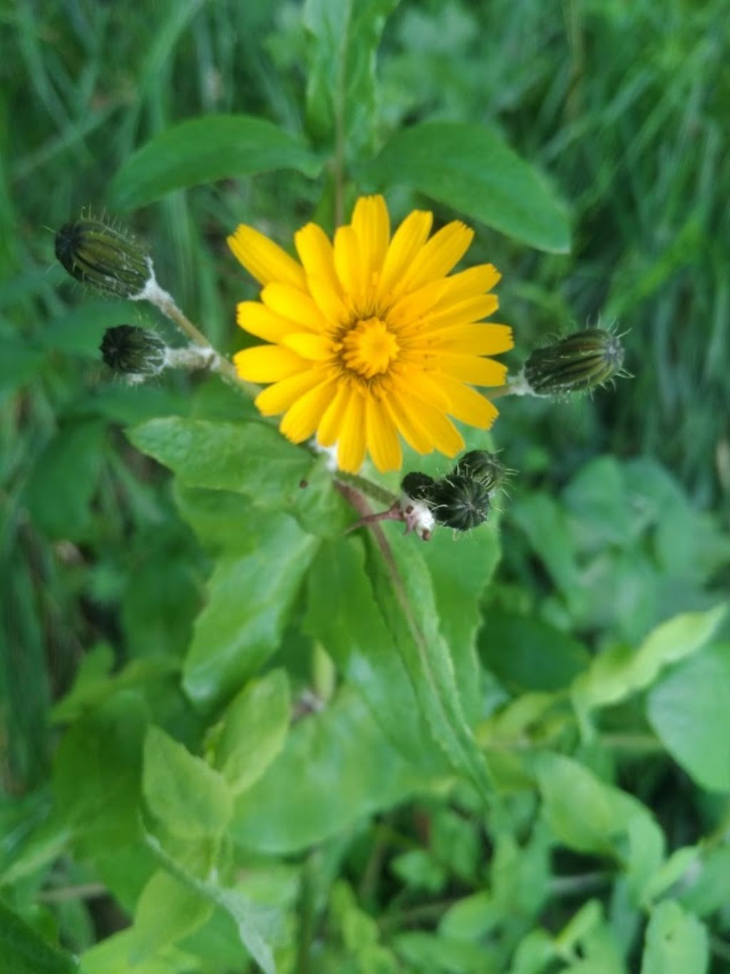 Sonchus tenerrimus / Grespino sfrangiato