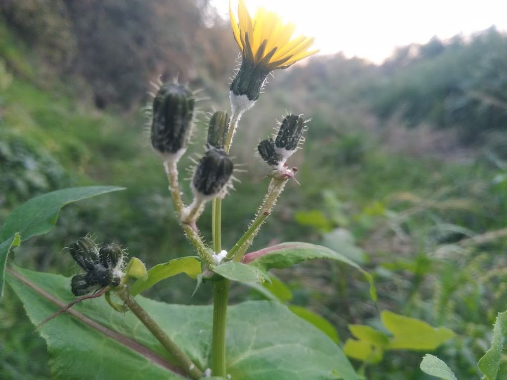 Sonchus tenerrimus / Grespino sfrangiato