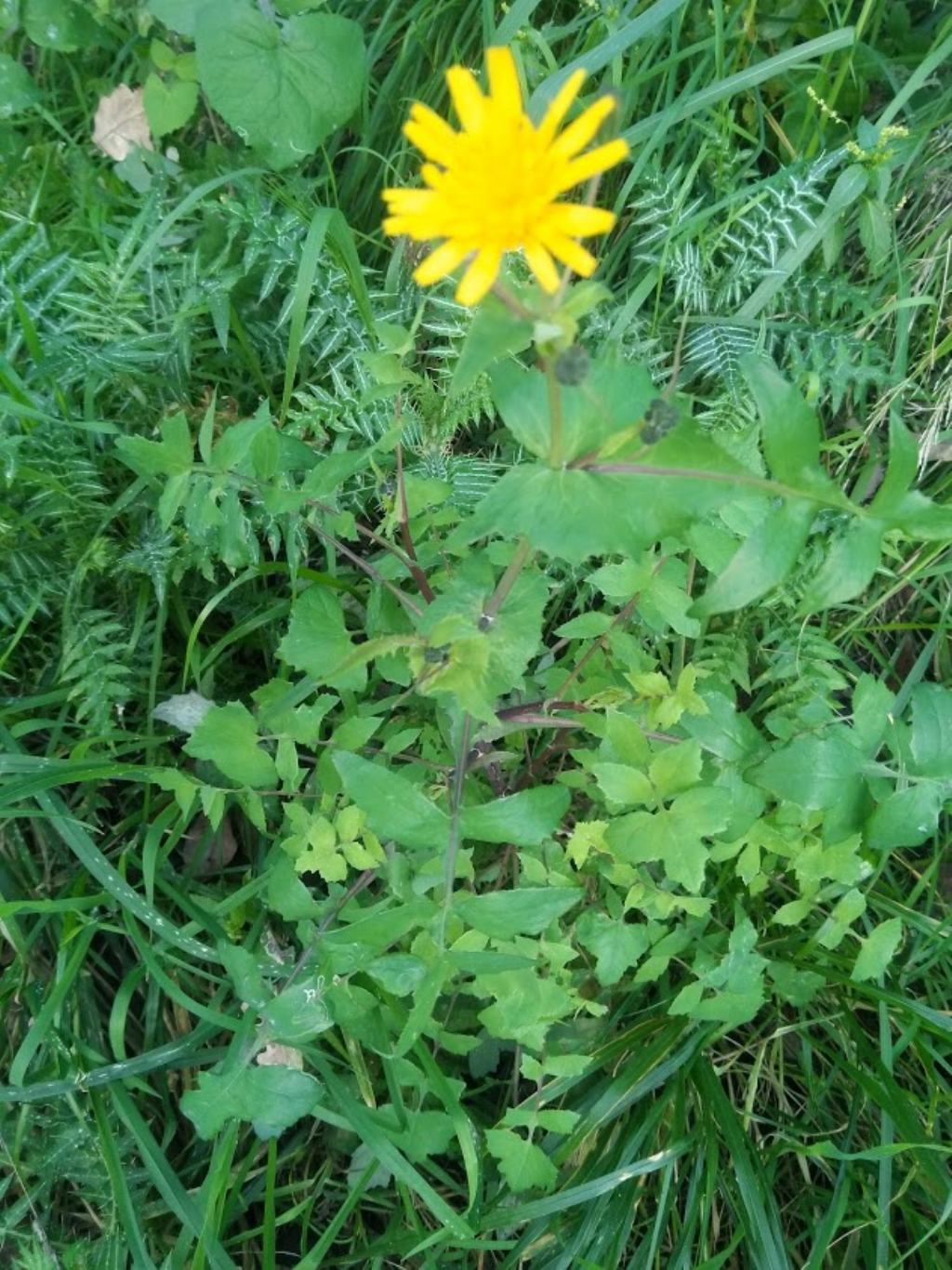 questo che sonchus ?