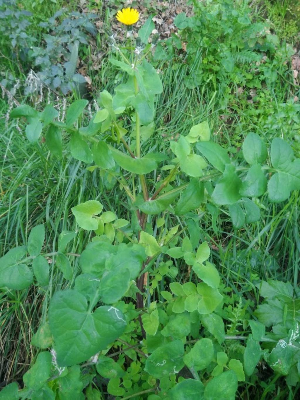 Sonchus tenerrimus / Grespino sfrangiato
