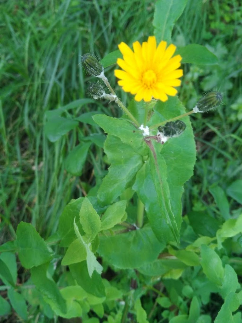 Sonchus tenerrimus / Grespino sfrangiato